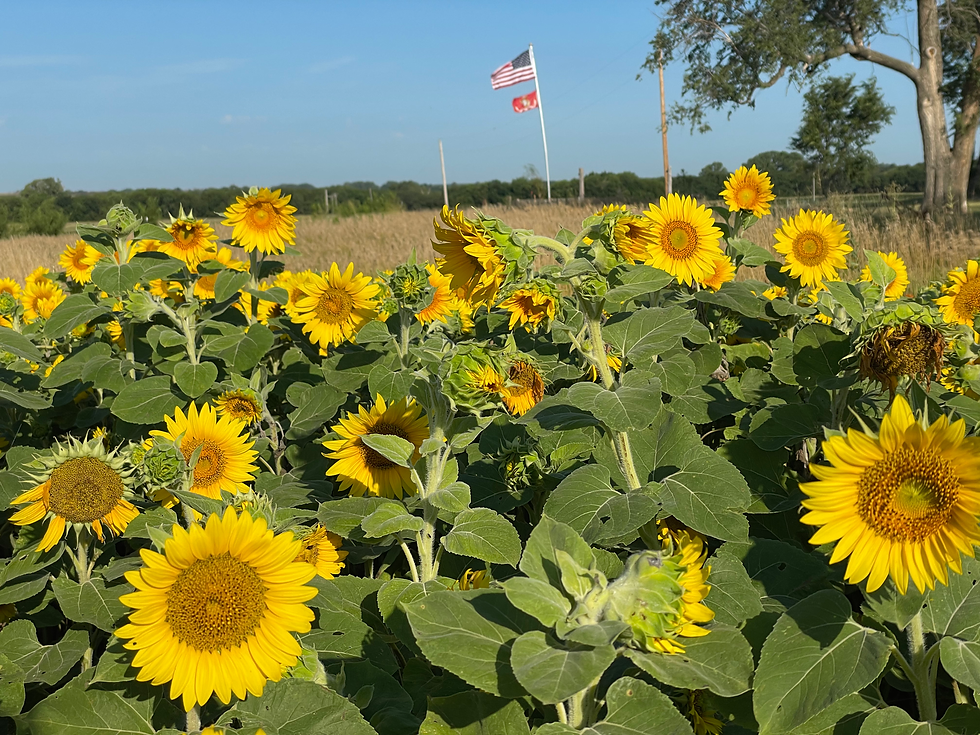 Sunflower Field Bright