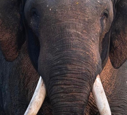 Elephants Are Going Thirsty in Yala. The Wildlife Chief Calls That "Nature's Course."
