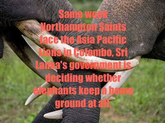 Same week Northampton Saints face the Asia Pacific Lions in Colombo, Sri Lanka's government is deciding whether elephants keep a home ground at all.