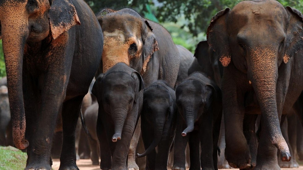 Elephants in Sri Lanka