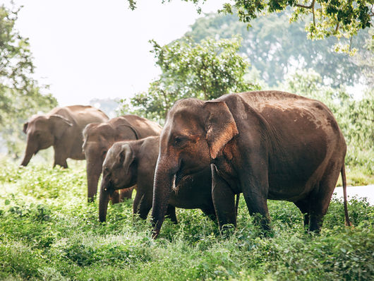 Sri Lanka's newest elephant corridor is six years old