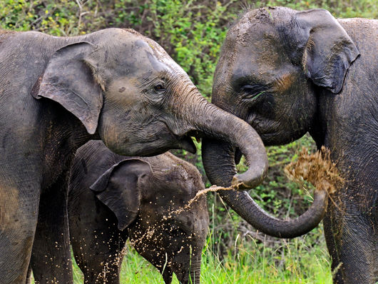 A Stadium of Water, a Pitch of Land : What it actually takes to keep an elephant alive in Sri Lanka, measured against the ground ten thousand rugby fans could be standing on today.