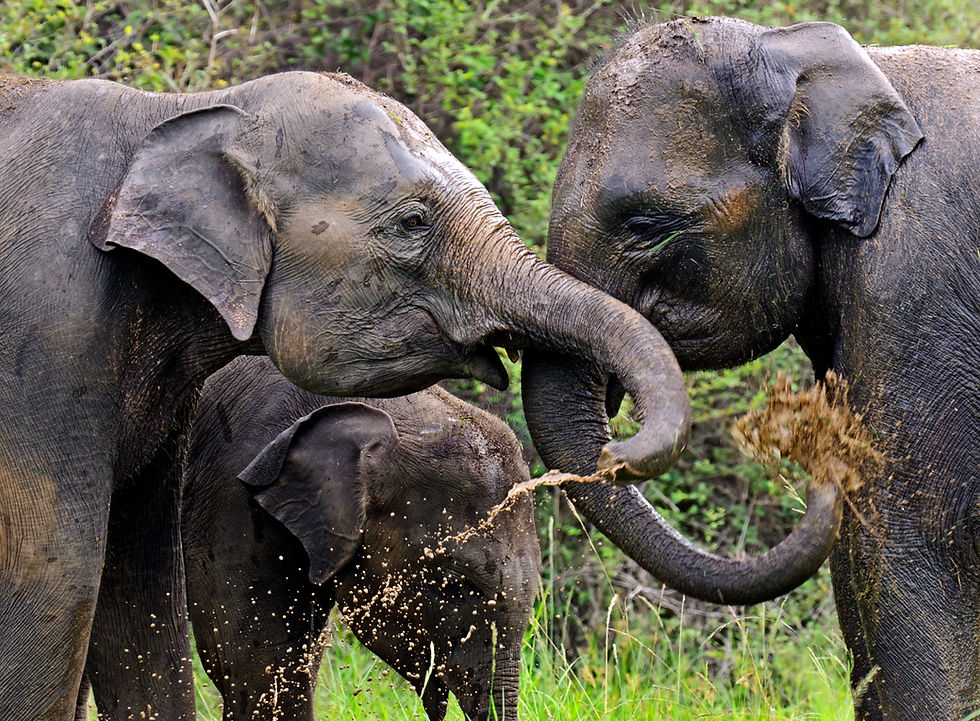 A Stadium of Water, a Pitch of Land : What it actually takes to keep an elephant alive in Sri Lanka, measured against the ground ten thousand rugby fans could be standing on today.