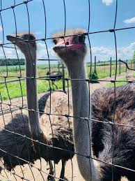 Thumbnail: Ostrich fattening  نعام تسمين