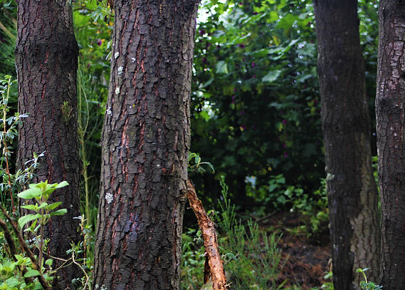 arboles.jpg