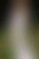 Bride holding bouquet of orchids