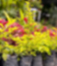 Yellow Duranta
