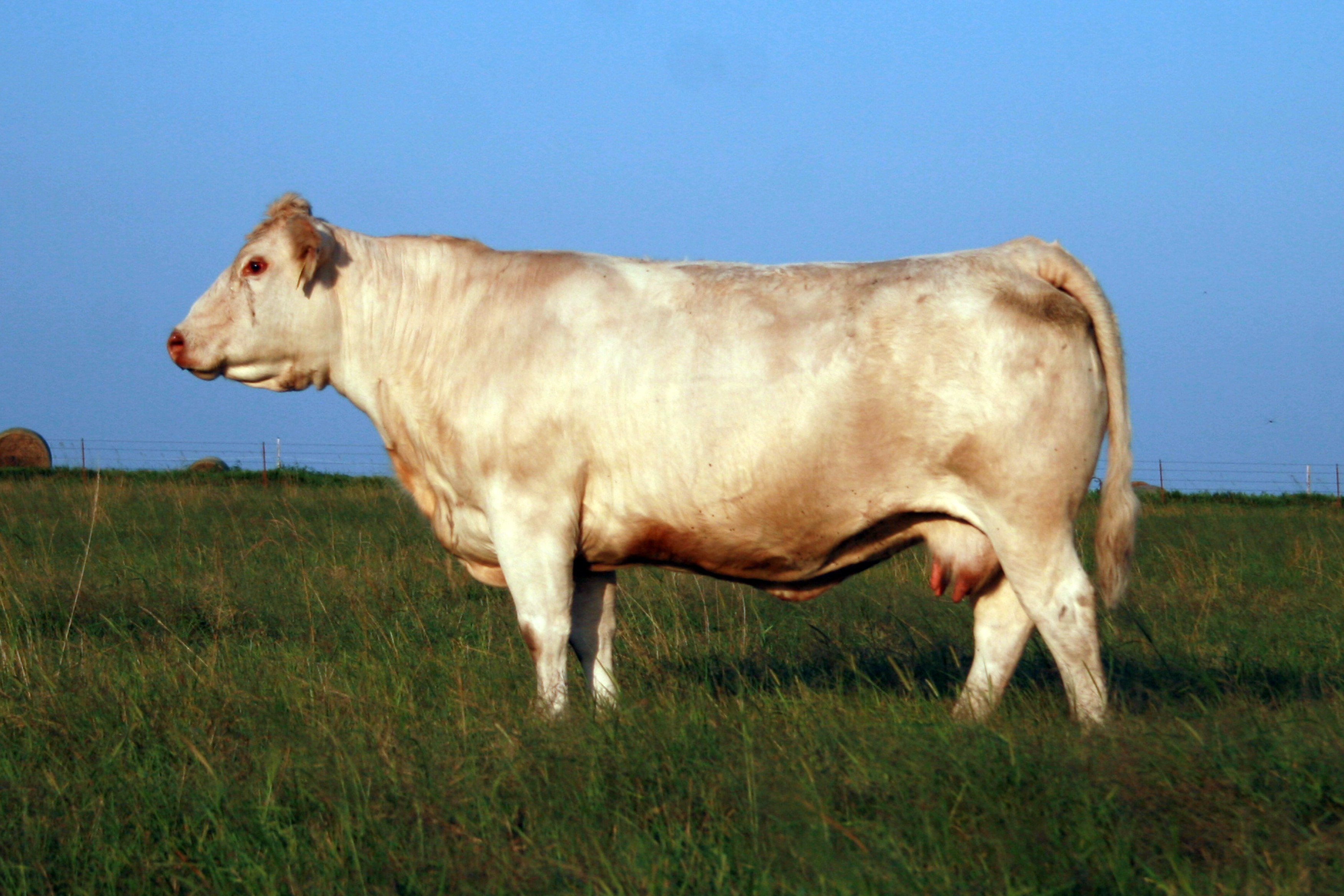 Miss HCR Silver 7011 Pld