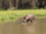 The third moose we saw