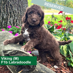 Viking (M)