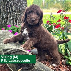 Viking (M)