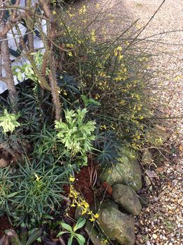 From Kate Jordan's garden