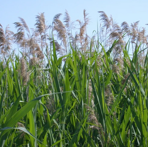 Plante envahissante : la phragmite exotique