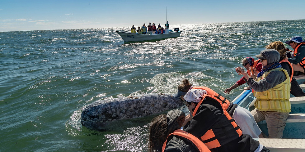 Whale Watching & Wild Adventures of Love ~ Feb 13 -19 2022