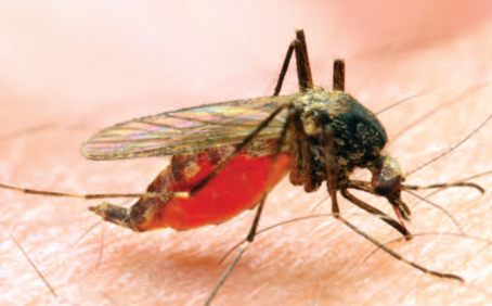 Malaria: Practical Guidance for Seafarers