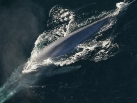 California Protects Blue Whales and Blue Skies With Historic State Law