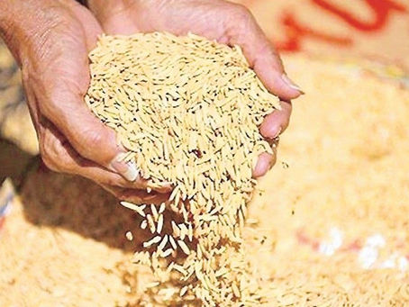 Palay prices rise ahead of rice import suspension