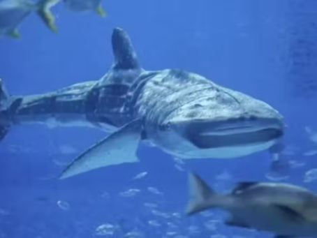 China aquarium’s ‘fake’ whale shark irks visitors 