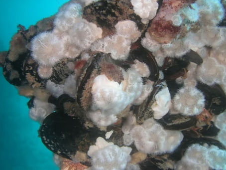 Biofouling From Hormuz Shutdown Poses Major Invasive Species Risk