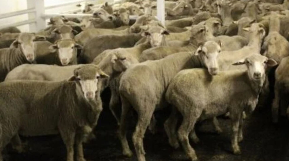 After Iranian Attack, Activists Renew Push for Live Export Ban
