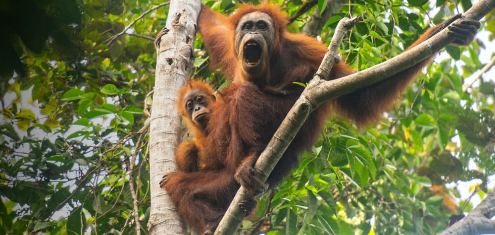 Climate change-fueled storm decimated the world's rarest great ape
