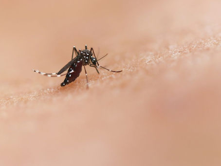 As rainy season sets in: How to protect yourself from dengue