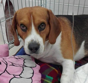 Hypothyreóza u psů