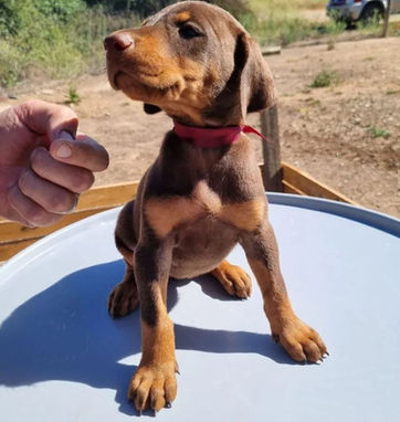 cachorro doberman hembra