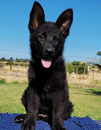 cachorros negros_1.jpeg