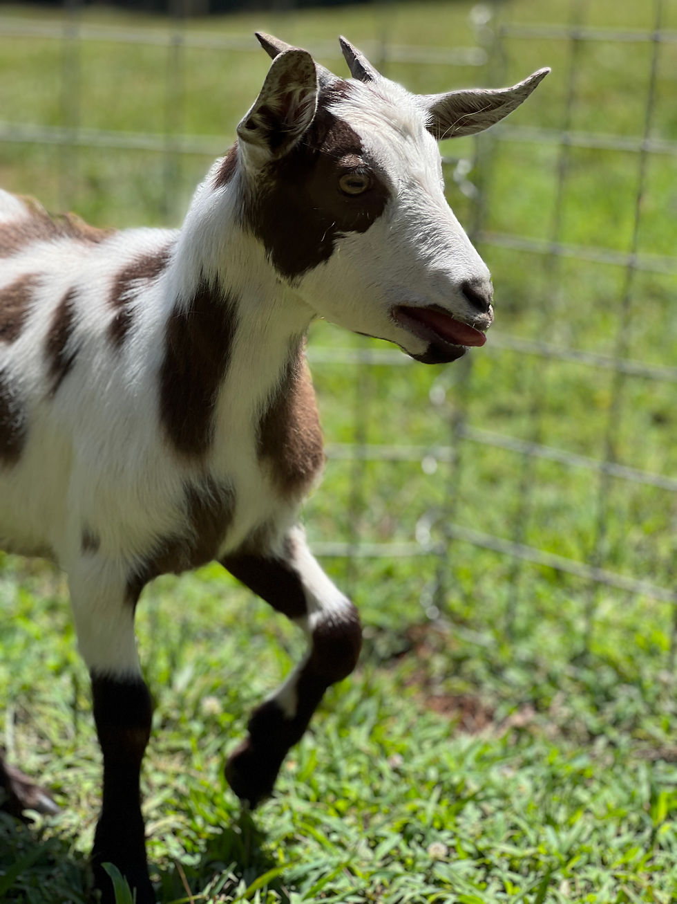 Thumbnail: Doeling #514