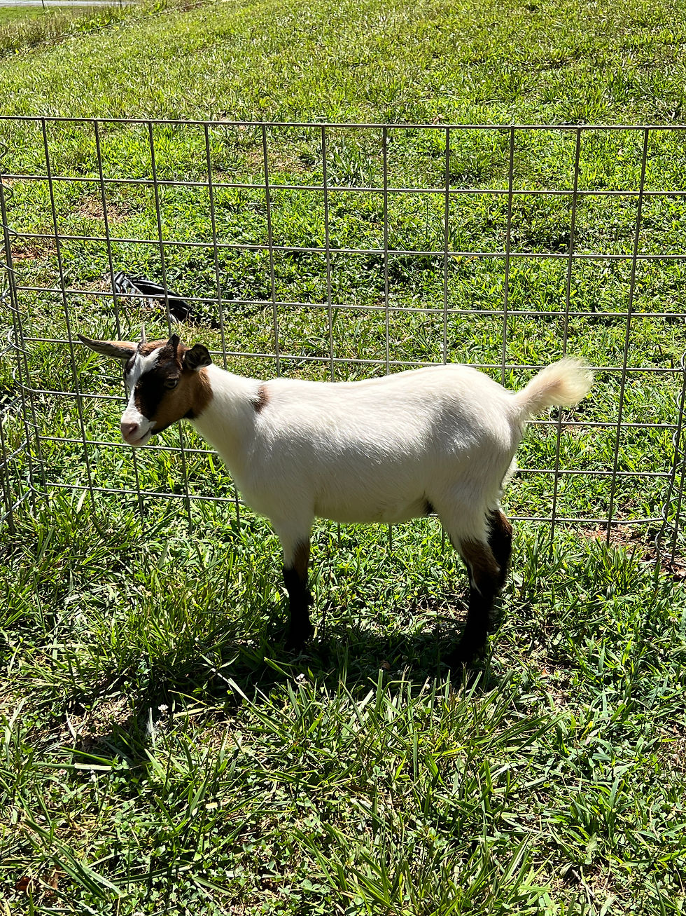 Thumbnail: Doeling #509