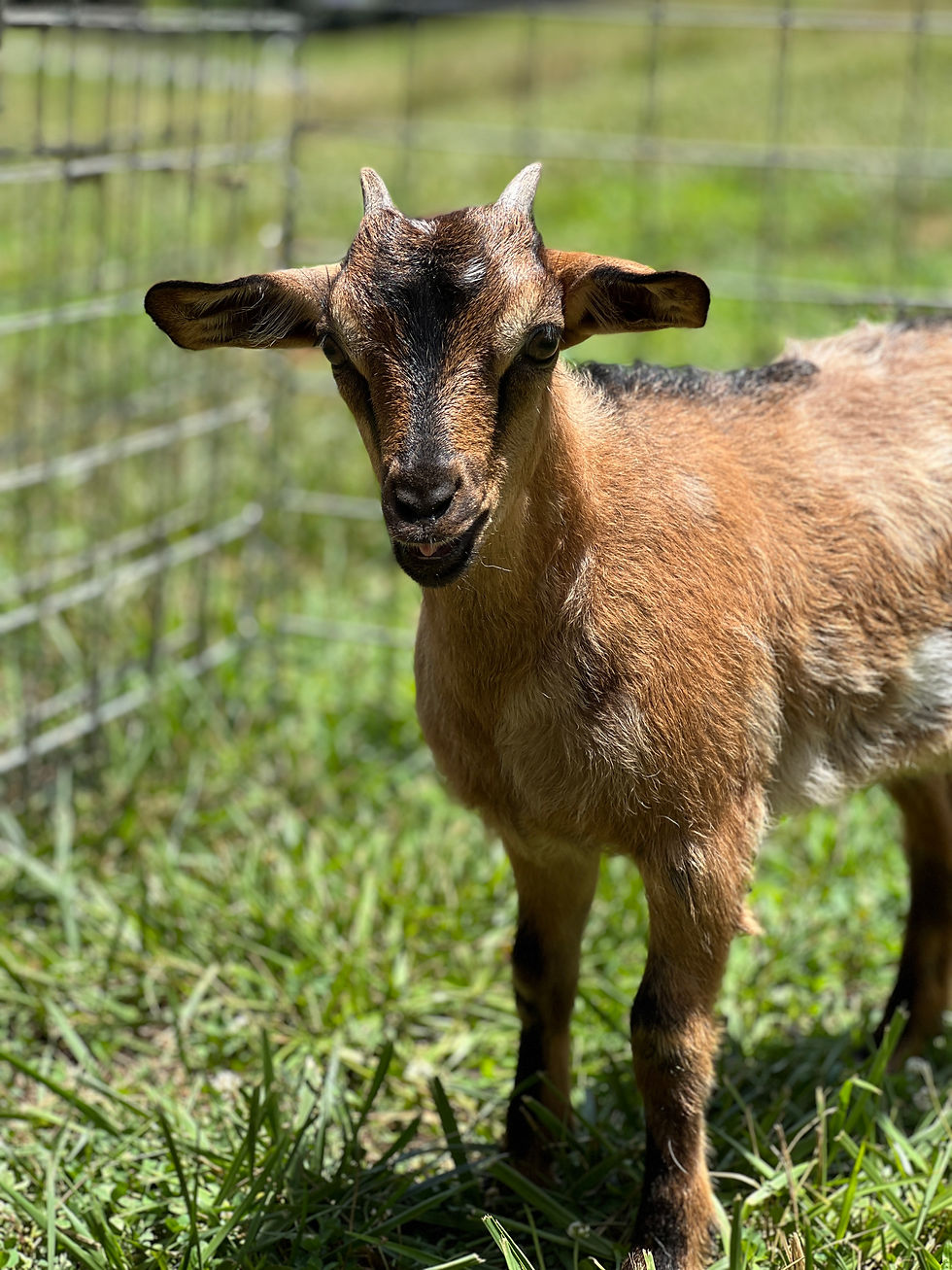 Thumbnail: Doeling #517