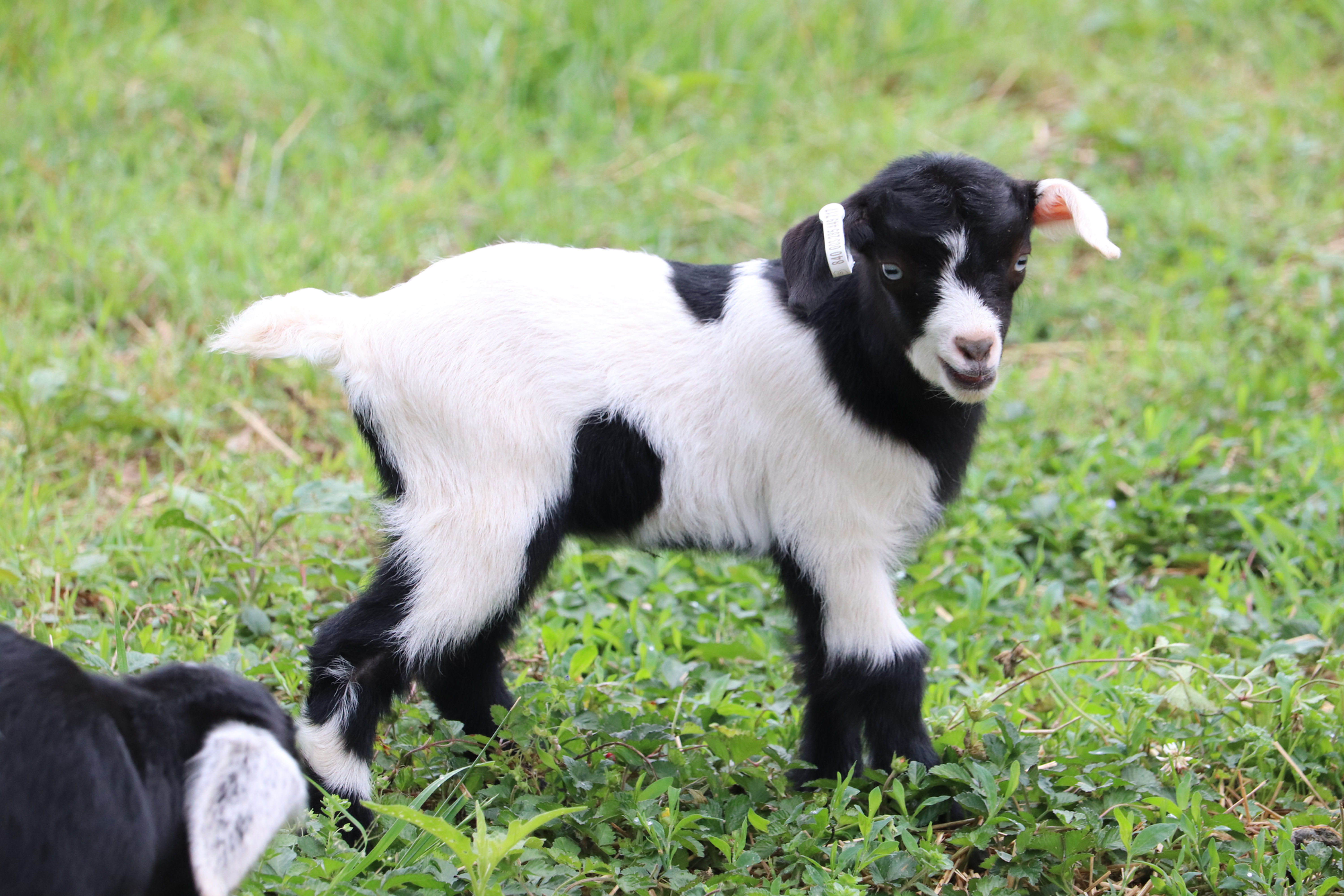 Doeling #717