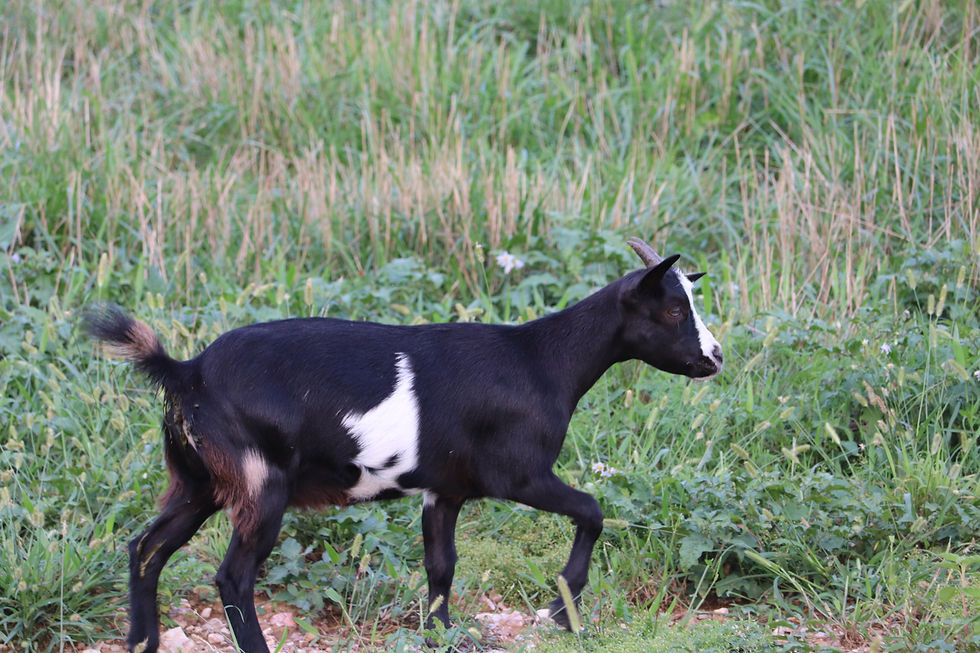 Thumbnail: Doeling #558