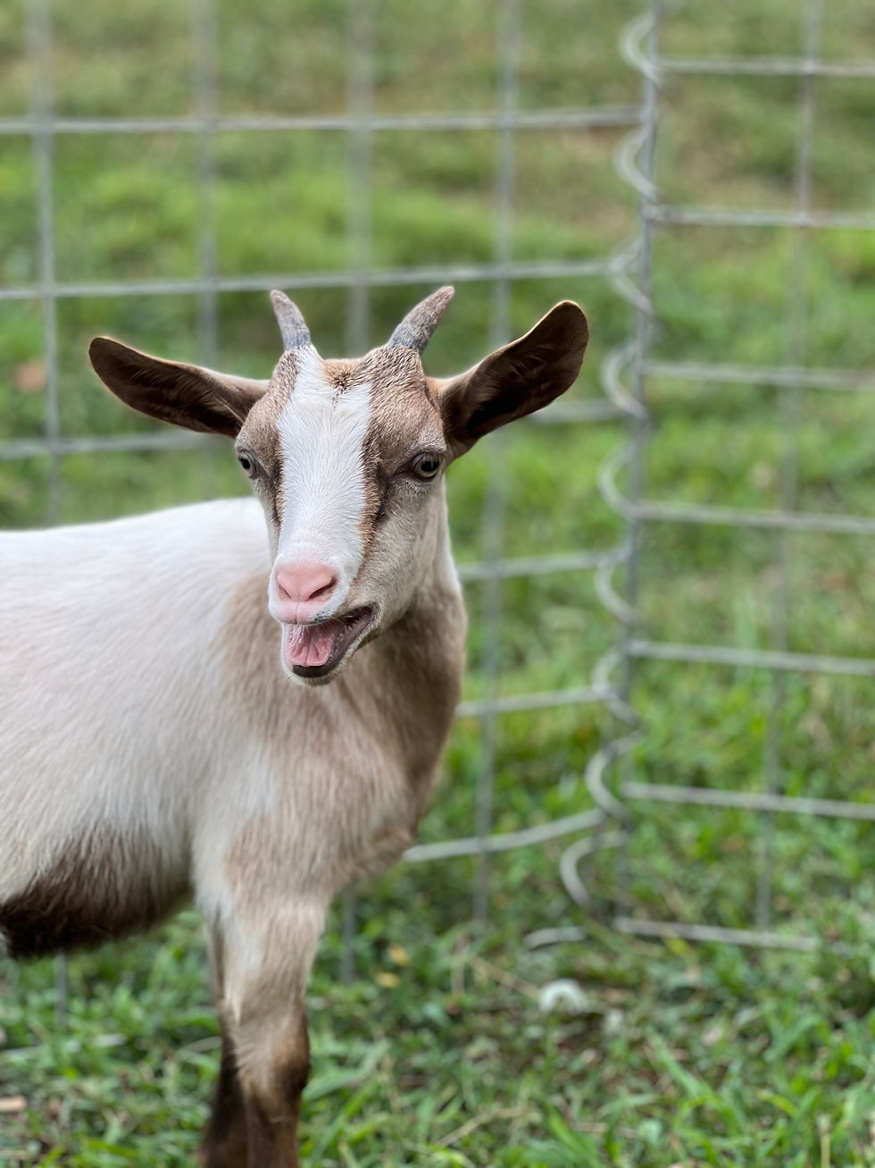 Thumbnail: Doeling #502
