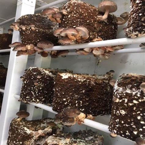 Thumbnail: Shitake Mushroom Grow Kit