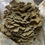 Thumbnail: Maitake Grow Your Own Block Kit