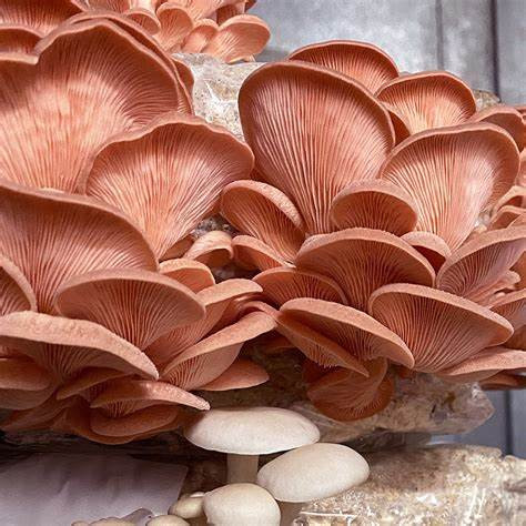 Thumbnail: Pink Oyster Mushroom Grow Kit