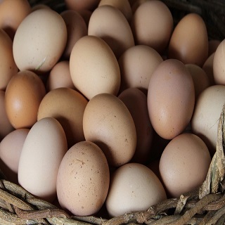 Friandises naturelles pour chien aux oeufs frais, terra di natura