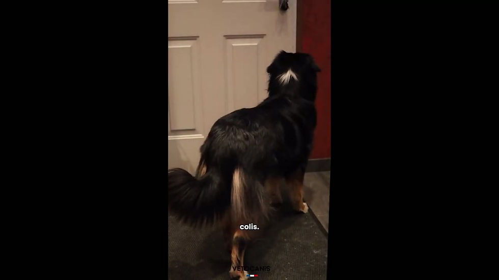 Miniature : comment utiliser un gant de brossage pour chien, terra di natura