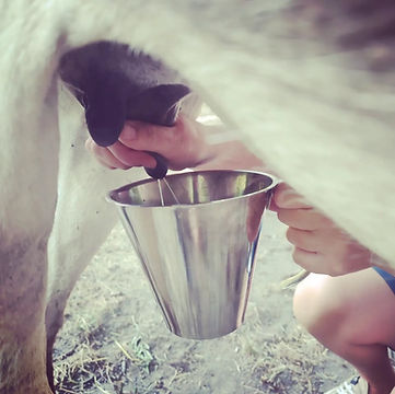 marque l'âne qui bulle, savons au lait d'ânesse bio sur terra di natura