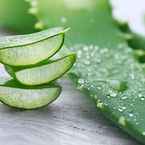 aloe vera, terra di natura