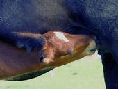 bienfaits du lait de jument pour la peau