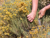 où acheter crème immortelle corse, terra di natura