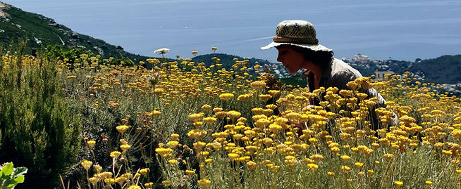 immortelle corse crédit photo intimu, terra di natura