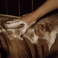 shampoings et lotions de toilettages naturels pour chien et chat, terra di natura