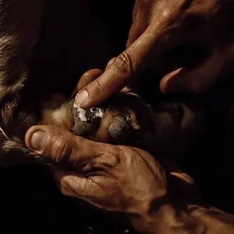 coussinets fissurés, que faire, terra di natura