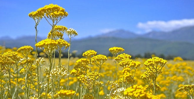 champs d'immortelle en Corse l'un des actifs phares des produits et cosmétiques naturels terra di natura