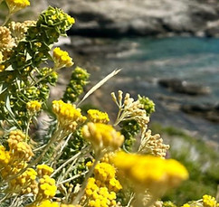 immortelle corse bienfaits et huile essentielle, terra di natura