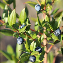 huile essentielle de myrte, terra di natura